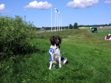 Ylivieska